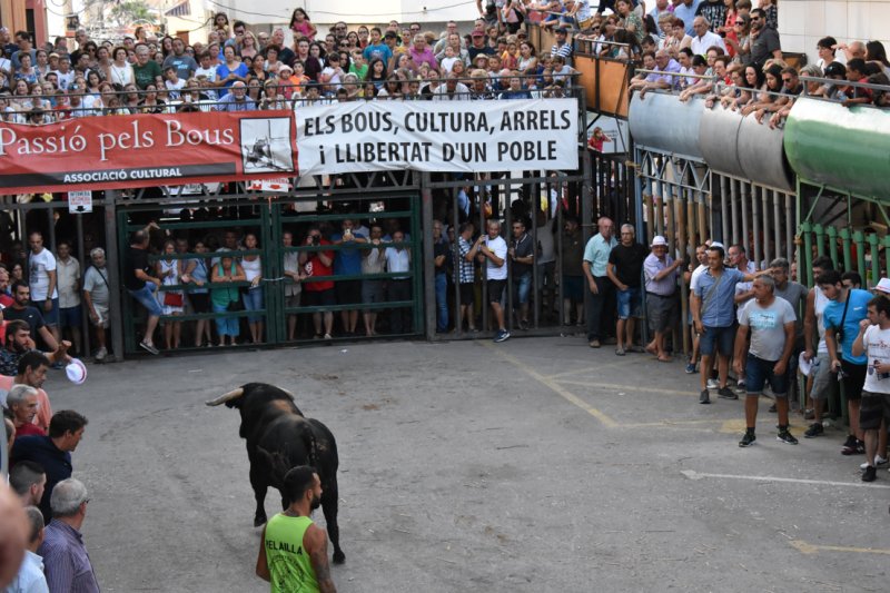 Una gran tarde de bous serrils en Pedreguer clausura la fiesta de la Pasin