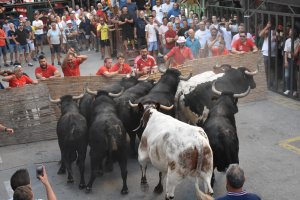 Una gran vesprada de bous serrils a Pedreguer tanca la festa de la Passió