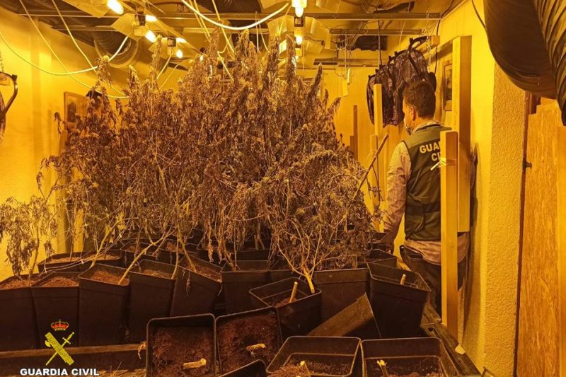 La Guardia Civil localiza una plantación indoor de marihuana de 500 metros cuadrados dentro de un chalet de Xàbia 