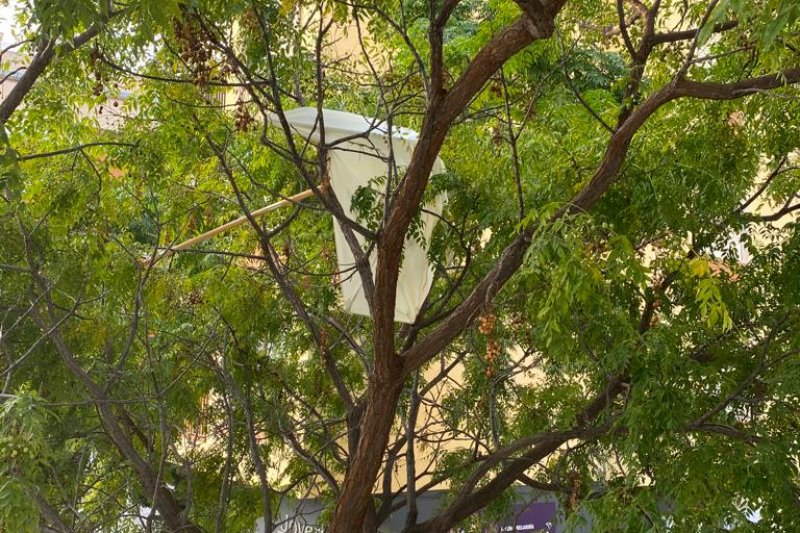 Alarma en la calle Colón: una sombrilla peligrosa atrapada en un árbol 