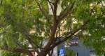 Alarma en la calle Colón: una sombrilla peligrosa atrapada en un árbol 