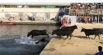 Los toros saltan al agua al final de la  segunda entrada de las fiestas de Dnia 