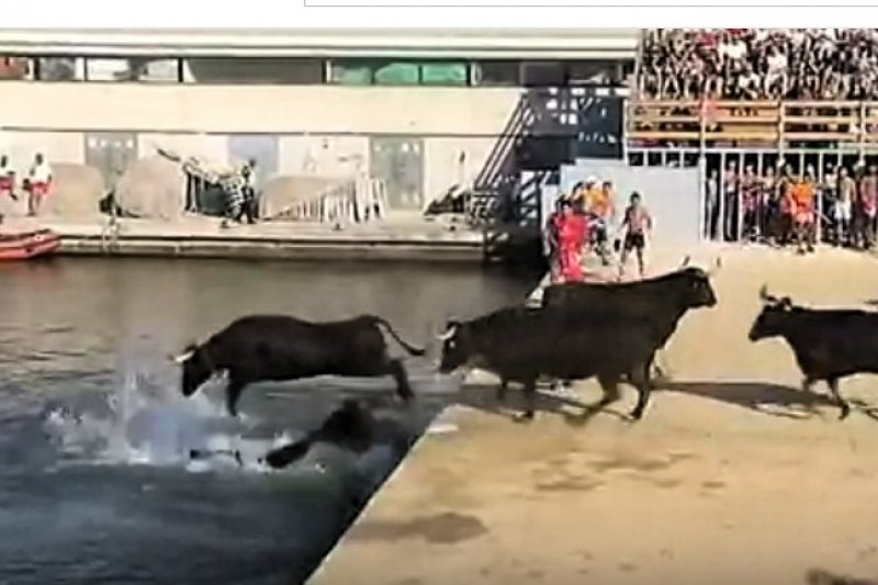Los toros saltan al agua al final de la  segunda entrada de las fiestas de Dnia 