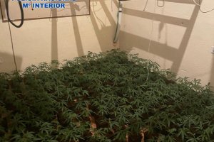 La Policía Nacional desmantela un cultivo de marihuana en una vivienda de Dénia