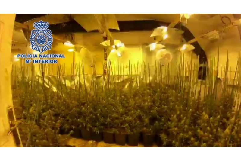 La Policía Nacional desmantela una plantación de marihuana en el Poble Nou de Benitatxell 