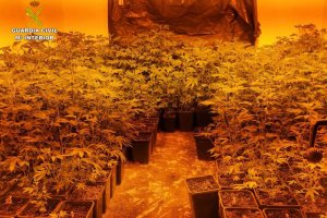 La Gurdia Civil desmantella a Parcent una plantaci de ms de 500 plantes de marihuana