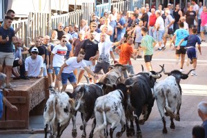 Programa de Festes de Juliol de Pedreguer: 21 entrades de bous i actes per a tots els públics durant deu intensos dies
