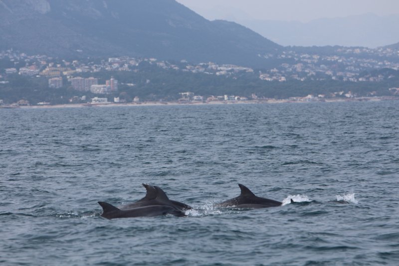 Un equipo de observacin marina avista tres grupos de delfines mulares en Dnia