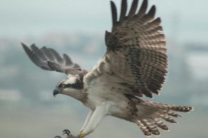 L'àguila pescadora torna al Cap de Sant Antoni