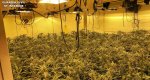 La Guardia Civil desmantela tres plantaciones de marihuana tipo indoor en urbanizaciones de lujo de Calp