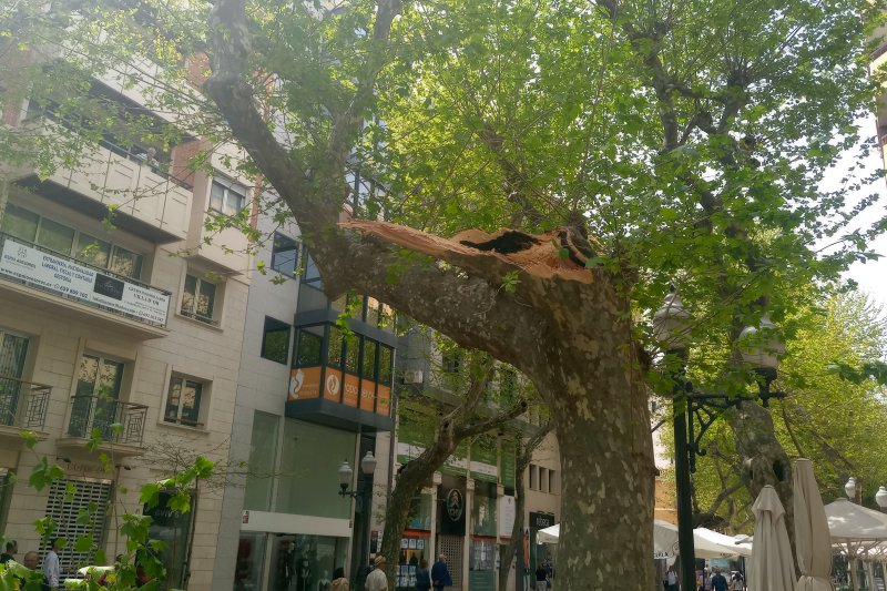Cae una  rama de un platanero de la calle Marqués de Campo
