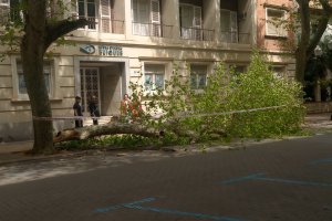 Cae una  rama de un platanero de la calle Marqués de Campo