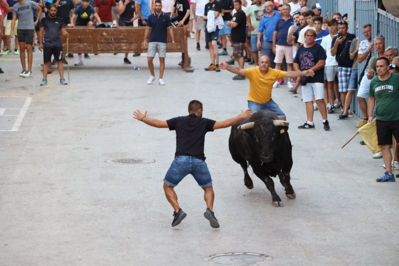Benavent copa els premis del concurs de bous al carrer de Pedreguer